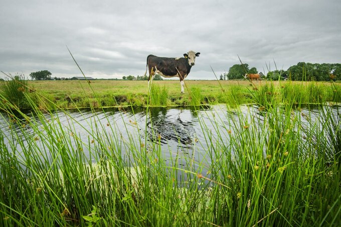 Natte veenbodem draagt bij aan beter klimaat en is nu geld waard