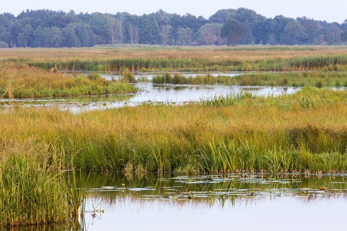 Meer inzicht in broeikasgassen uit natte natuur